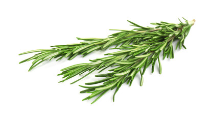 Fresh green rosemary isolated on white. Aromatic herb