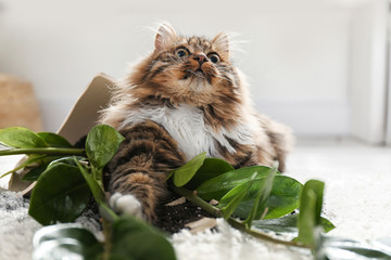 Cat near overturned houseplant on light carpet at home
