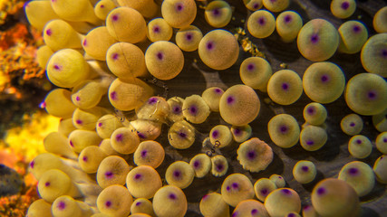 Translucent shrimp on yellow anemone 