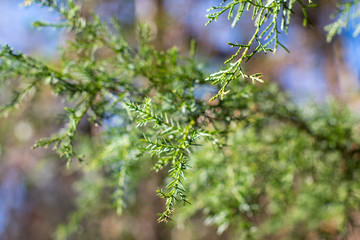 Abstract background of green cedar tree branches with bokeh forest ~EVERGREEN~