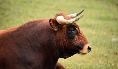 toro poderoso español con grandes cuernos