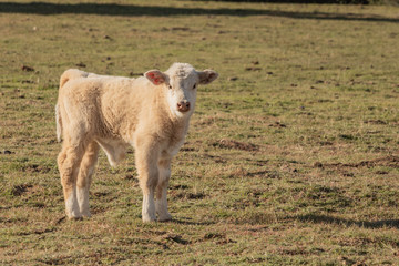 Sweet young healthy baby white cow in pasture calf looking at camera in the spring time