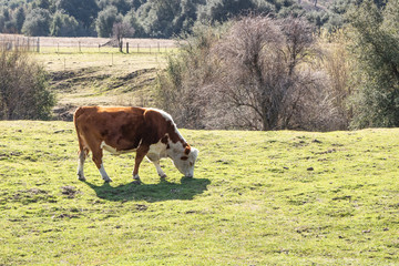 Young brown cow out in free range green pasture, peaceful rural scene, farmland grazing