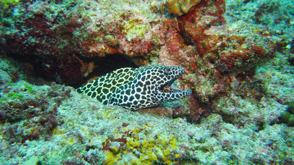 Fototapeta premium (Underwater photography)