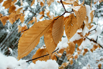 winter leaves