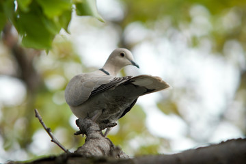 Close up shot of a wood pigeon in a nest