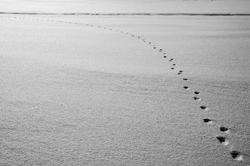 Animal footprints on a fresh snow texture on a frozen lake.