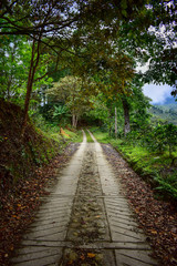 camino con hojas caídas rodeado de arboles