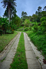 camino pavimentado, con arboles cielo azul 