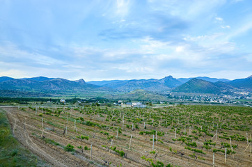 Vineyards in the highlands. Beautiful mountain view, Sudak District, Republic of Crimea