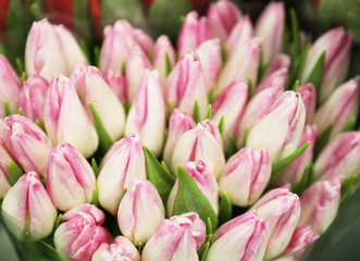 Obraz premium Fresh bouquet of beautiful tulip flowers, closeup