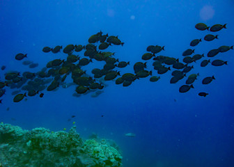Fototapeta na wymiar School of surgeon fish (Underwater photography)