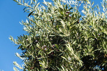 Olive tree branches with olives against a clear blue sky.