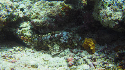 Scorpionfish (Underwater photography)