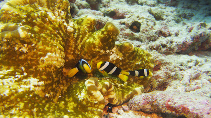 Fototapeta na wymiar Clownfish in anemone (Underwater photography)