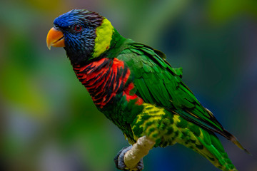 Rainbow Lorikeet
