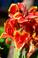 canna lily plant in the garden