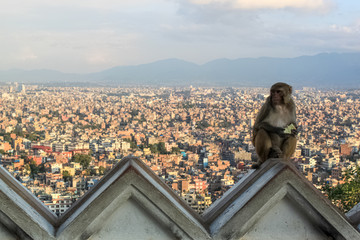 Monkey Sitting in the Buddhist Shrine of Swayambhunath Stupa