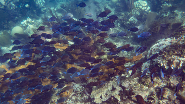 School of surgeon fish (Underwater photography)
