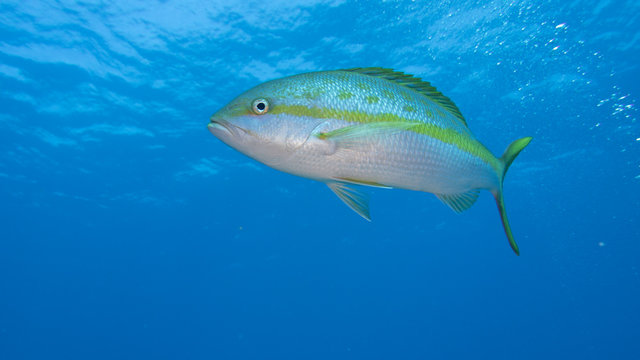 Yellowtail Snapper In Blue Water 