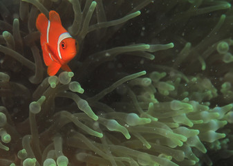 Clownfish in anemone (Underwater photography)