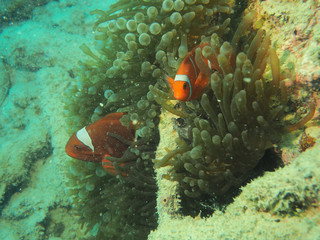 Naklejka na ściany i meble Clownfish in anemone (Underwater photography)