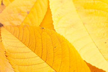 Obraz premium Close up shot of autumn leaves