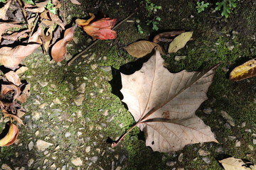 samperio hoja