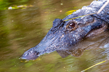 Alligator