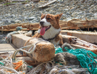Welsh corgi cardigan dog resting on a wooden platform on the seashore