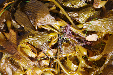 Close-up full frame view of a pile of sea kelp on the beach