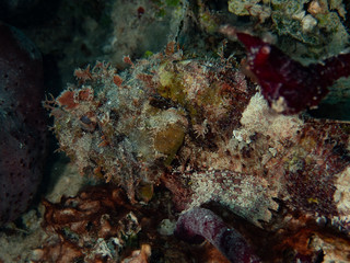Naklejka na ściany i meble Scorpion fish (Underwater photography)