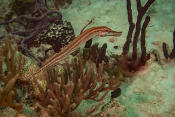 Naklejka na ściany i meble Trumpet fish (Underwater photography)