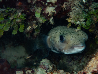 Porcupine Puffer fish under rock ledge (Underwater photography) © Meagan Pollock, PhD