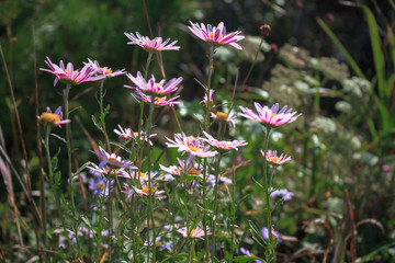 Pink daisy flowers on a green background