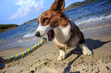 Playing with a corgi dog in a tug of fleece on a sandy beach.