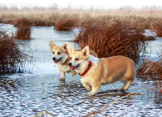 Two red corgi pembroke on the ice of a frozen lake in the middle of a field with dry grass