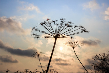 The silhouette of an umbrella plant in the background of sunlight breaking through the clouds in the sky.