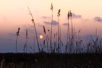  Silhouettes of spikelets of grass on a background of pink-lilac sky at sunset