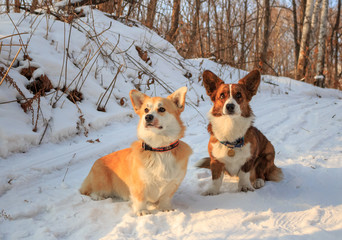 Two Corgi dogs are sitting on a snowy road in a winter forest