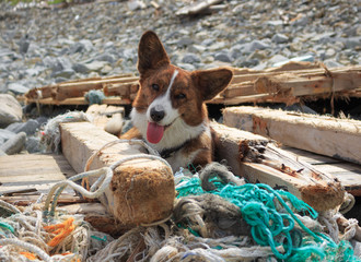 Welsh corgi cardigan dog resting on a wooden platform on the seashore