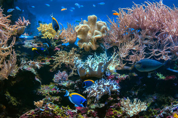 Fototapeta na wymiar Tropical fishes swim near coral reef