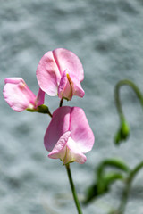 sweet pea flowering vine closeup of three flowers