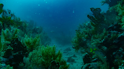 Fototapeta na wymiar Dark Coral Reef (Underwater Photography)