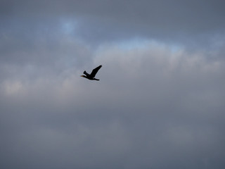 cormoran en vol