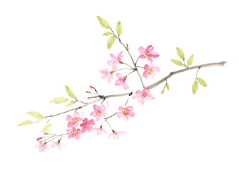桜の水墨画　彩墨画