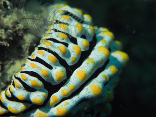 Nudibranch (Underwater Photography)