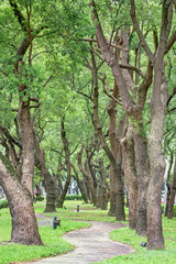 Pedestrian walkway for exercise lined up with beautiful tall trees