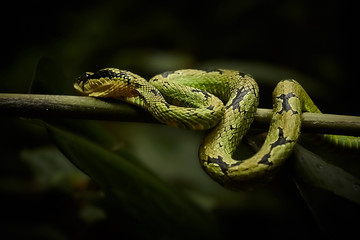 Green Pit Viper