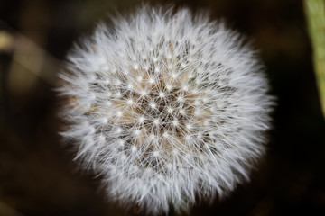 dandelion 